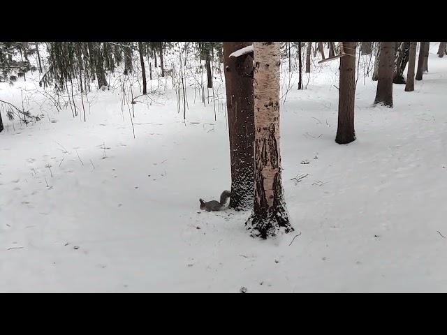 В лесу: а воз и ныне там или подробнее об энергетике Абхазии. С Грузией выполняют, а с Россией нет?