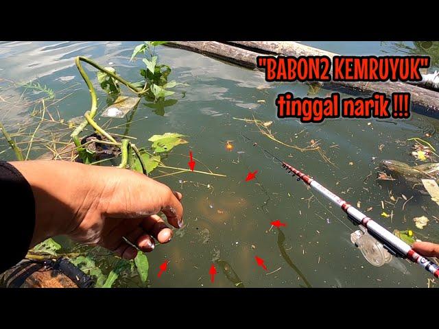 PEMANCING MENDING GAK USAH NONTON‼️RESIKO GAK BISA TIDUR || mancing ikan red devil NAHOL MANIA