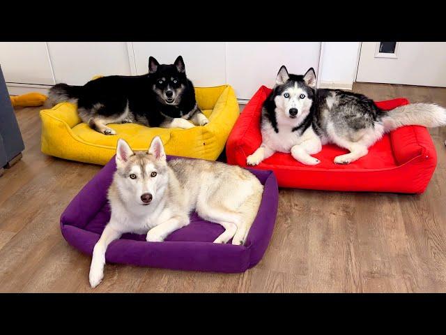 Bought a Bed for Each of My Husky Dogs