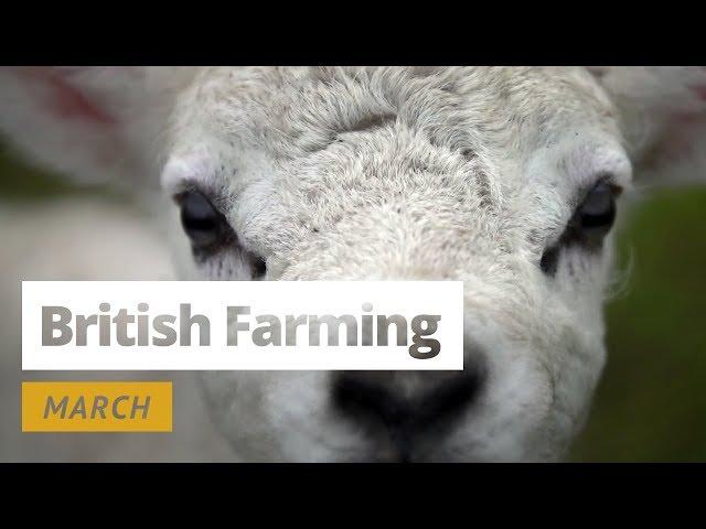 British Farming - 12 Months On A UK Farm: March