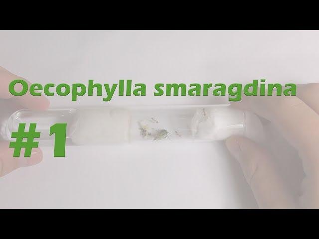 Oecophylla smaragdina (Asien) #1 - Schnelle Entwicklung!