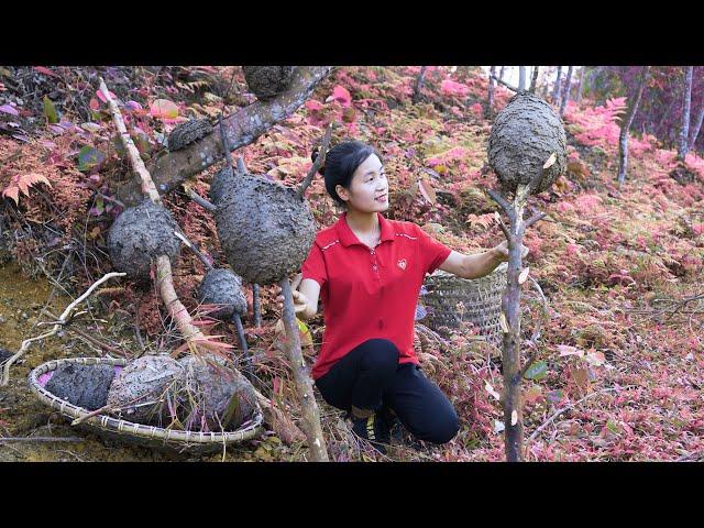 Ella Harvesting Ant Eggs and processed into food Go to the market to sell