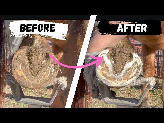 Trimming Horse Hooves With Overgrown Bars