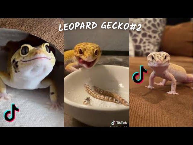 Funny Leopard Gecko / TikTok & İnstagram Compilation  2023 4K   PART 2