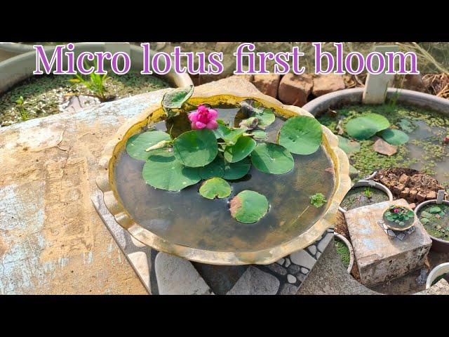 micro lotus flower/ first flower of liang li/ lotus garden