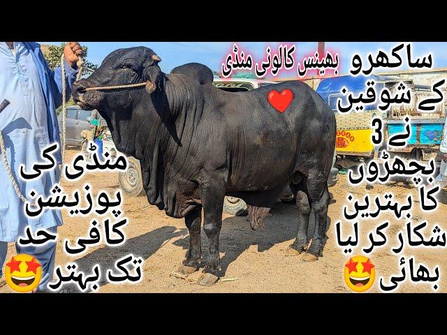 Bhains Colony Mandi Karachi Cattle Latest Rates Update 18 December 2024 | Cow Mandi 2025