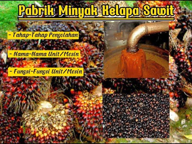 Tahap-tahap pengolahan TBS menjadi CPO dan Kernel | Palm Oil