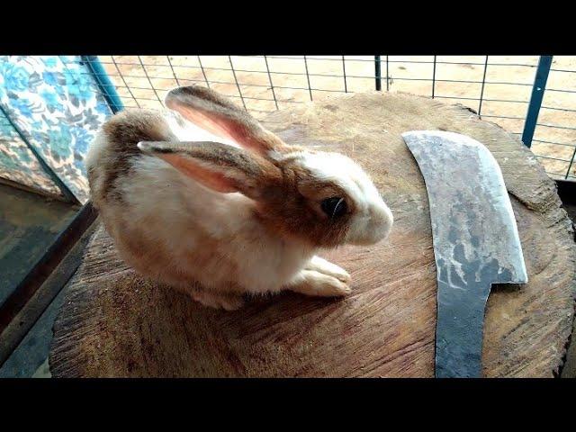 Rabbit market Rabbit meat cutting skills by Street butcherman #howtocut #ism #indianstreetmarkets