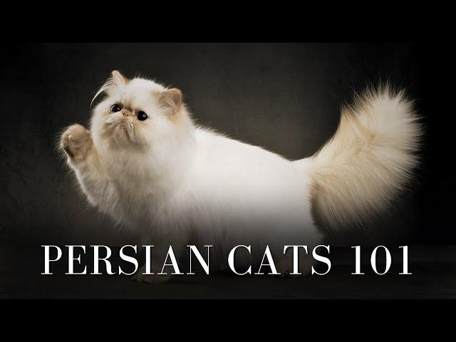 Persian Cats 101 - Everything You Need To Know