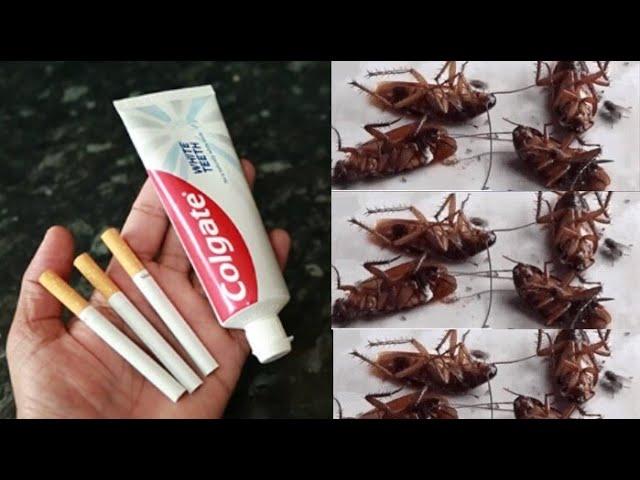 MAGIC INGREDIENT ||How To Kill Cockroach Within 5 minutes ||Home Remedy || Magic Ingredient