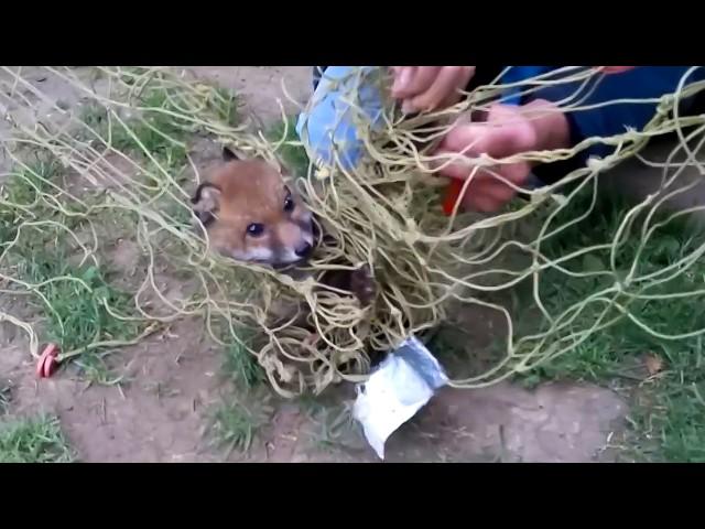 The man took a risk to save the trapped fox, but 3 months later it came back to find and...