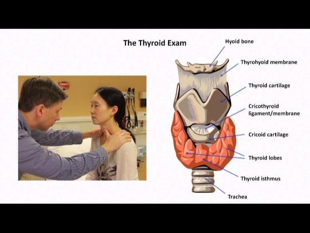 The Thyroid Exam and Physical Diagnosis of Thyroid Disease