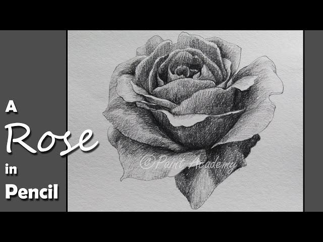 How to Draw & Shade A Rose in Pencil | step by step slow video