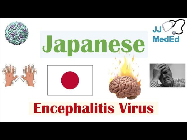 Japanese Encephalitis Virus (JEV) | Transmission, Pathogenesis, Symptoms, Diagnosis, Treatment