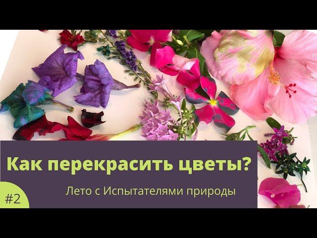 Как перекрасить цветы? Испытатели природы #испытателиприроды @isprirody #летоиспытателей Эксперимент