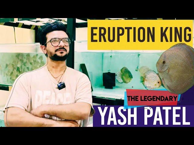 Yash Patel | Eruption discus king | how to keep discus fish | discus fish for sale | discus fish