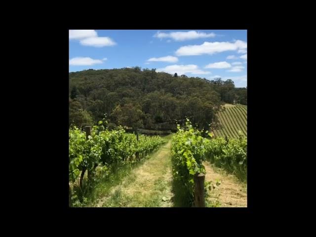 Mt Lofty Ranges Vineyard, South Australia