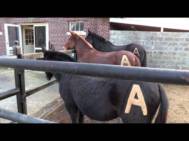 The Army Mules