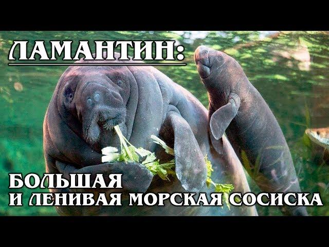 MANATEE: A mermaid or a sea cow?