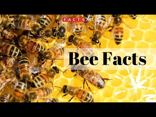 Bee Facts - All About Honeybees, Bumblebees and Queen Bees