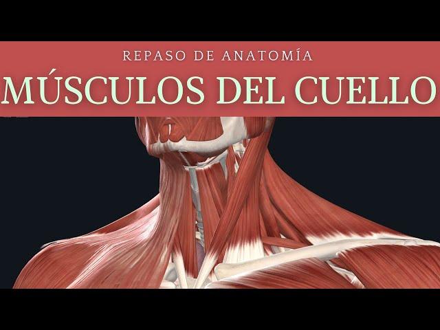 REPASO DE MÚSCULOS DEL CUELLO