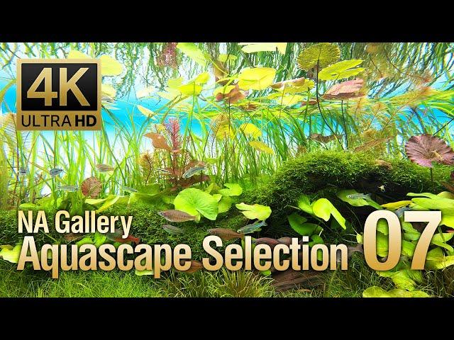 [ADAview] -4K- NA Gallery Aquascape Selection vol.7  ネイチャーアクアリウムギャラリー 水景セレクション7