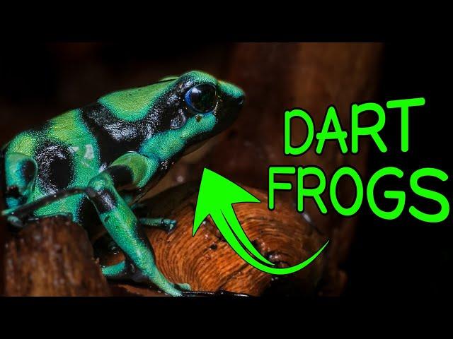 Poison Dart Frog Unboxing & BIOACTIVE Enclosure Build