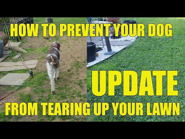 203 Pet Lawn Tip UPDATE 2020