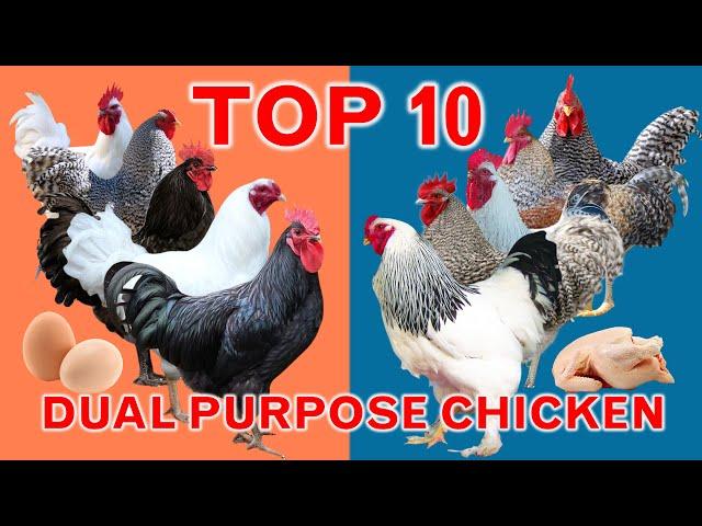 Top 10 Fast-Growing Dual Purpose Chicken Breeds | Highest Average Daily Gain | Meat and Egg