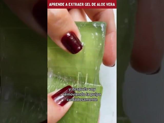  Cómo Preparar y Conservar Gel de Aloe Vera en Casa  #aloevera