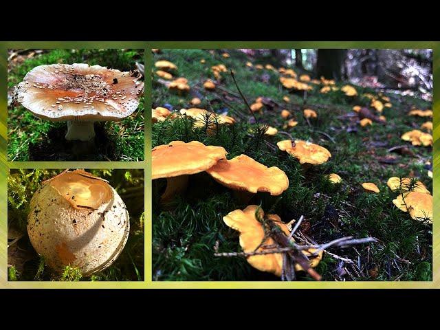 Sensationelle Pfifferlinge Wahnsinns Funde im Fichtenwald - Pilze sammeln im [Juni 2024]