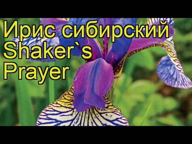 Ирис сибирский Шейкерс Прейер. Краткий обзор, описание характеристик iris sibirica Shaker's Prayer