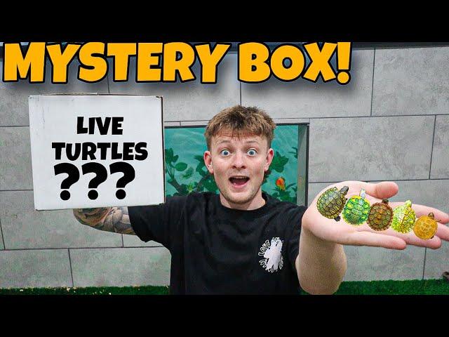 BUYING A MYSTERY BOX FULL OF BABY TURTLES!!