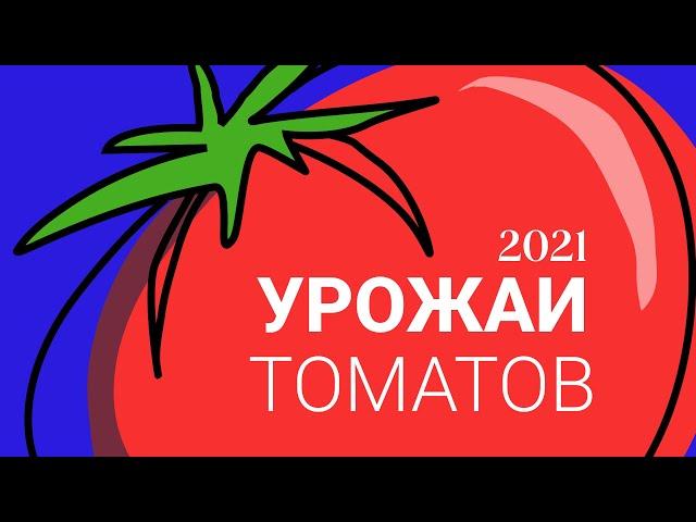 Урожай томатов Осень 2021 года.