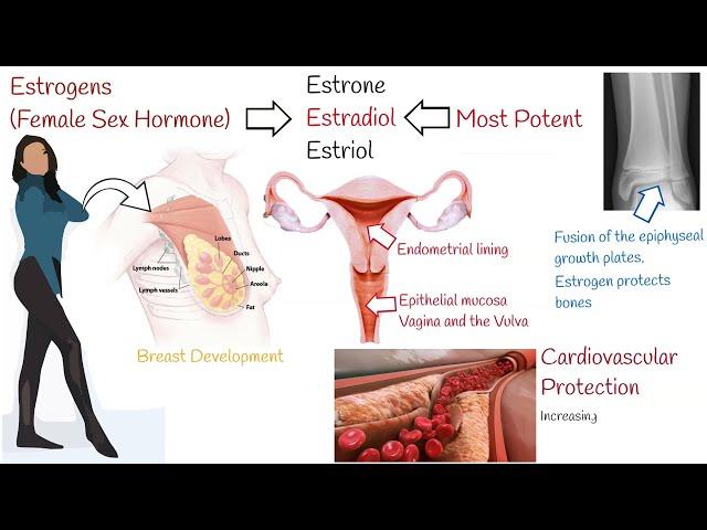 Estrogens - Female sex hormones - what is estrogens function?