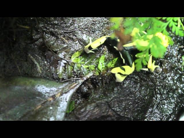 Dendrobates Tinctorius "Matecho" Feeding