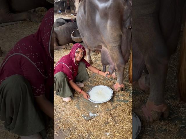 #live #milking #jafarabadi  #buffalo #gujarat #priyankadinudairyfarm #video #vairalshort