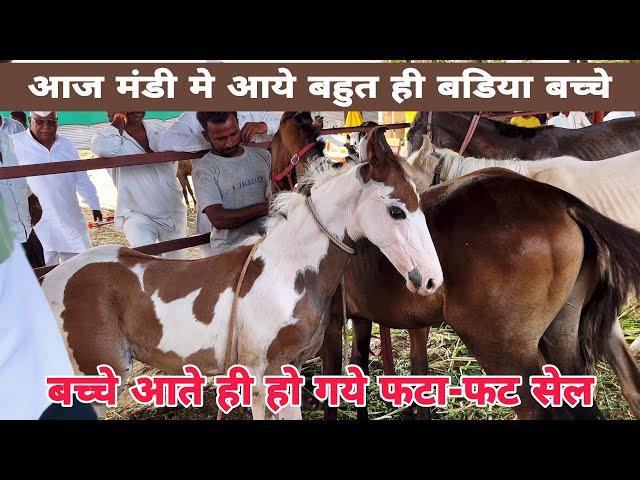 पप्पू भाई ने लाये आज येवला मे गाडी भरकर एक से एक बच्चे । Yeola Ghoda Mandi video