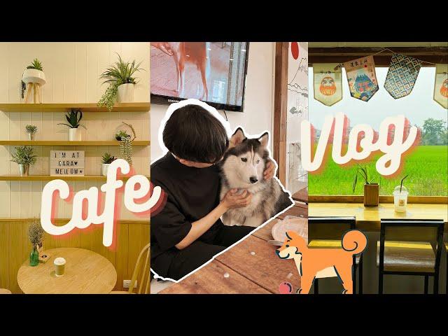 Cafe hopping in Chiang Mai | meeting my dream pet 