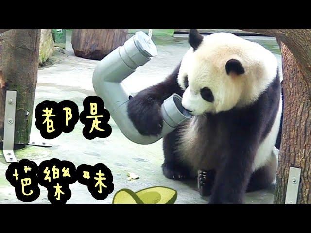 圓寶把鼻子塞到水管一直聞，圓寶說：香香的|熊貓貓熊The Giant Panda Yuan Yuan and Yuan Bao|台北市立動物園