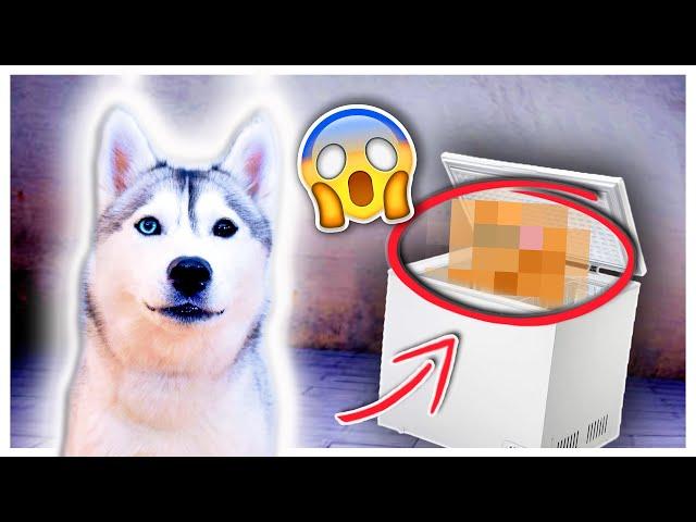 SHOCKING Discovery in my Chest Freezer with My Husky! (I can’t believe what we found!)