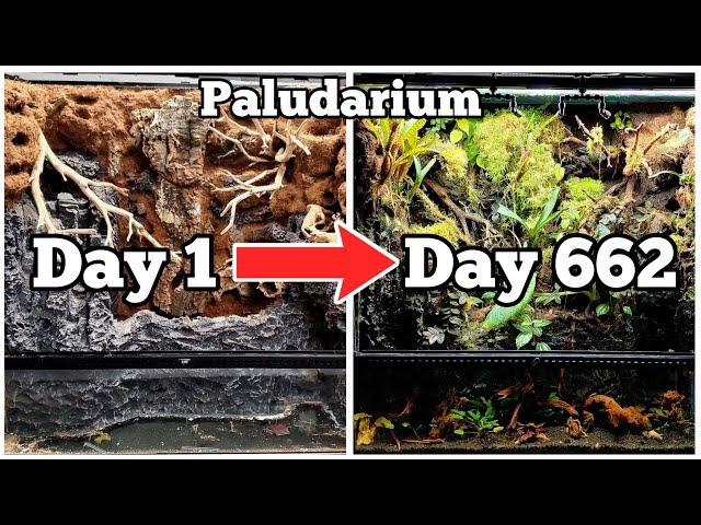 DIY Paludarium How To Update