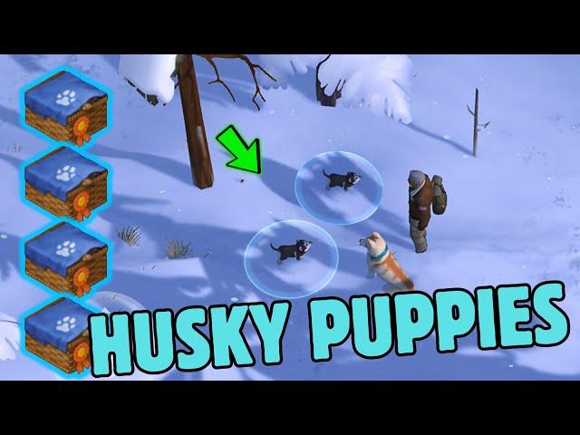 How To You Get a Lots of " Husky Puppies"  in One Day! Last Day On Earth: Survival