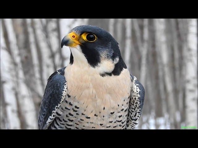 Сапсан хищная птица - Peregrine falcon