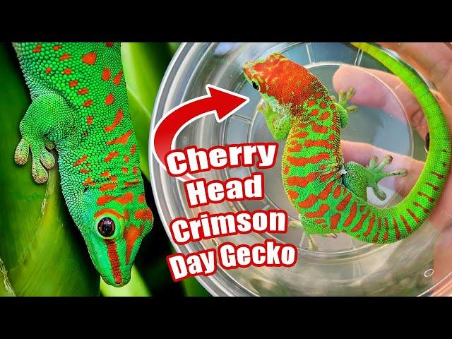 New Giant Day Gecko Breeding Groups! Our Best!