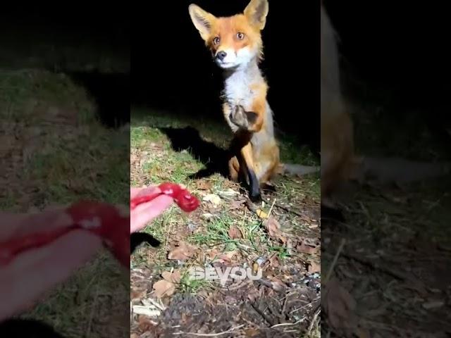 Feeding a Fox 