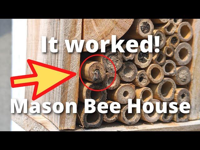 Mason Bee House Update (and other garden stuff)