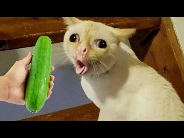 Funniest Animals 2023  New Funny Cats and Dogs Videos  Part 3