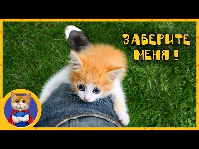 FINDING AND SAVING ANOTHER KITTEN - Meme