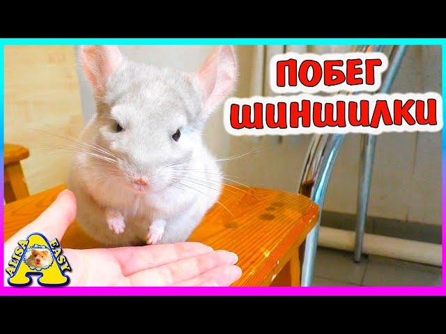 Лучший в мире питомец ШИНШИЛЛА/ Как мы гуляем с шиншиллой / Alisa Easy Pets